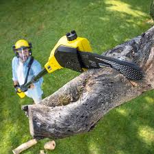 How Our Tree Care Process Works  in Richfield, WI